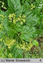 Acer ginnala (klon ginnala)