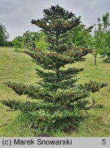 Abies koreana (jodła koreańska)