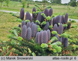 Abies koreana (jodła koreańska)