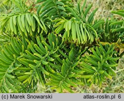 Taxus cuspidata (cis japoński)