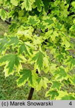 Acer platanoides Drummondii