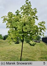 Acer platanoides Drummondii