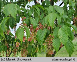 Acer cissifolium (klon winnolistny)