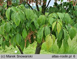 Acer cissifolium (klon winnolistny)