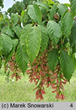 Acer cissifolium (klon winnolistny)