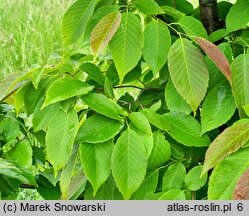 Ostrya japonica (chmielograb japoński)