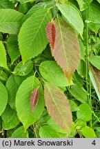 Ostrya japonica (chmielograb japoński)