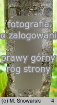 Ostrya japonica (chmielograb japoński)