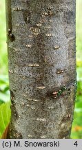 Ostrya japonica (chmielograb japoński)