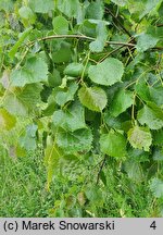 Tilia henryana (lipa Henry'ego)