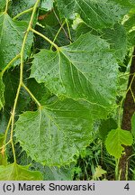 Tilia henryana (lipa Henry'ego)