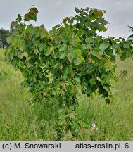 Tilia henryana (lipa Henry'ego)