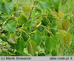 Tilia henryana (lipa Henry'ego)