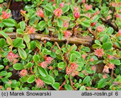 Cotoneaster radicans Eichholz