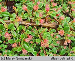 Cotoneaster radicans Eichholz