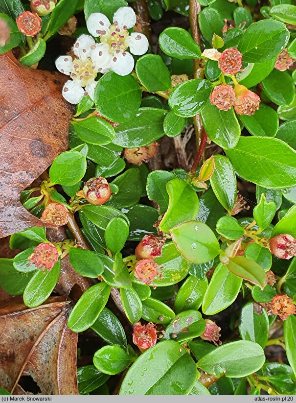 Cotoneaster radicans Eichholz