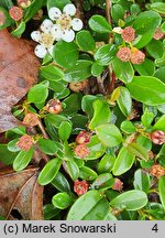 Cotoneaster radicans Eichholz