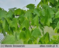 Acer buergerianum (klon trójzębny)