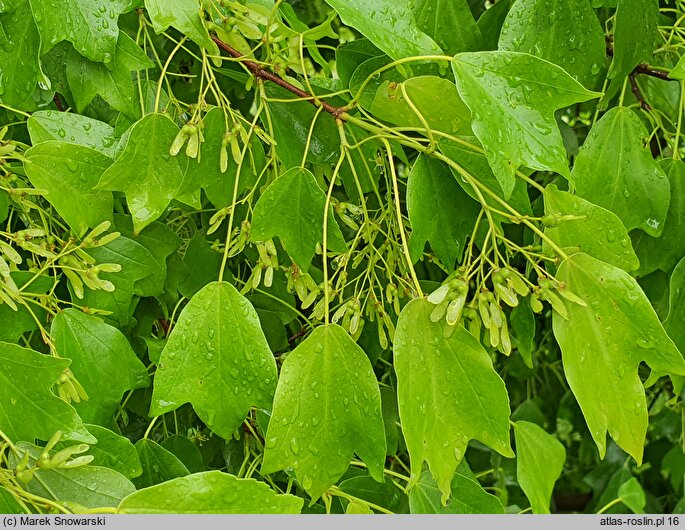 Acer buergerianum (klon trójzębny)