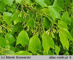 Acer buergerianum (klon trójzębny)