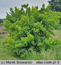 Acer buergerianum (klon trójzębny)