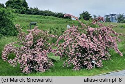 Kolkwitzia amabilis (kolkwicja chińska)