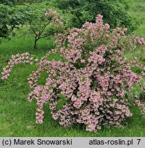 Kolkwitzia amabilis (kolkwicja chińska)