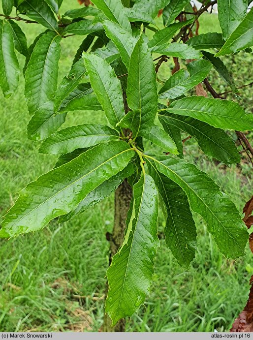 Quercus acutissima (dąb ościstozębny)