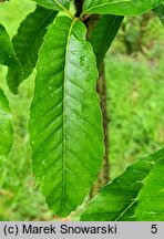 Quercus acutissima (dąb ościstozębny)