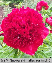 Paeonia lactiflora Red Charm