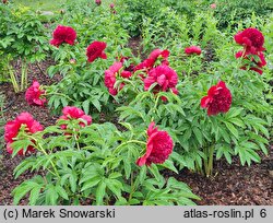 Paeonia lactiflora Red Charm