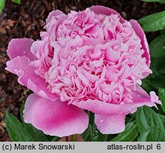 Paeonia lactiflora Lady Anna