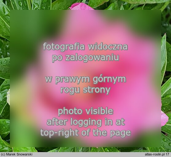 Paeonia lactiflora (piwonia chińska)