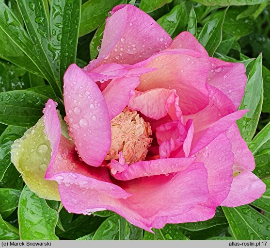 Paeonia lactiflora (piwonia chińska)