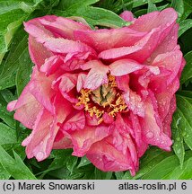 Paeonia lactiflora (piwonia chińska)