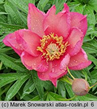 Paeonia lactiflora (piwonia chińska)