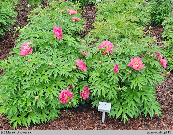 Paeonia lactiflora (piwonia chińska)