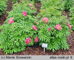 Paeonia lactiflora (piwonia chińska)