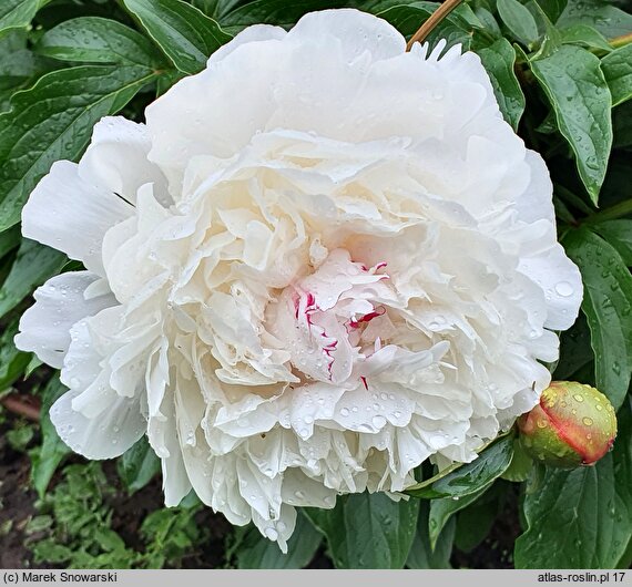 Paeonia lactiflora Dermonth