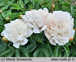 Paeonia lactiflora Dermonth