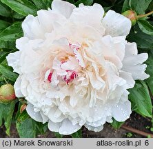 Paeonia lactiflora Duchesse de Nemours