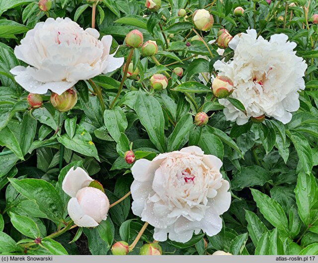 Paeonia lactiflora Duchesse de Nemours