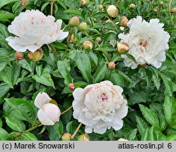 Paeonia lactiflora Duchesse de Nemours