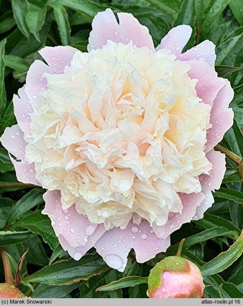 Paeonia lactiflora Festiva Maxima