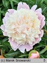 Paeonia lactiflora Festiva Maxima