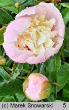 Paeonia lactiflora Festiva Maxima