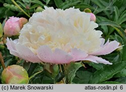 Paeonia lactiflora Festiva Maxima