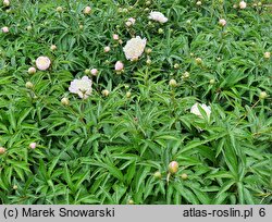 Paeonia lactiflora Festiva Maxima