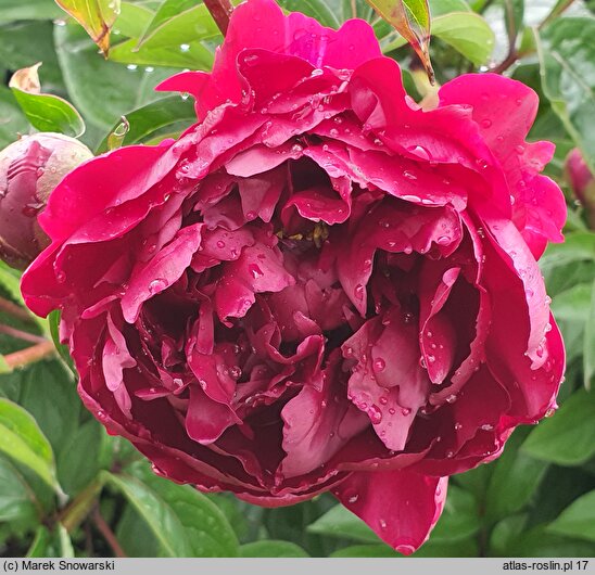Paeonia lactiflora Adolphe Rousseau