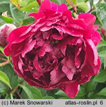 Paeonia lactiflora Adolphe Rousseau